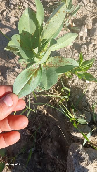 السلام عليكم ورحمه الله
ممكن تشخيص المرض والعلاج لو سمحت